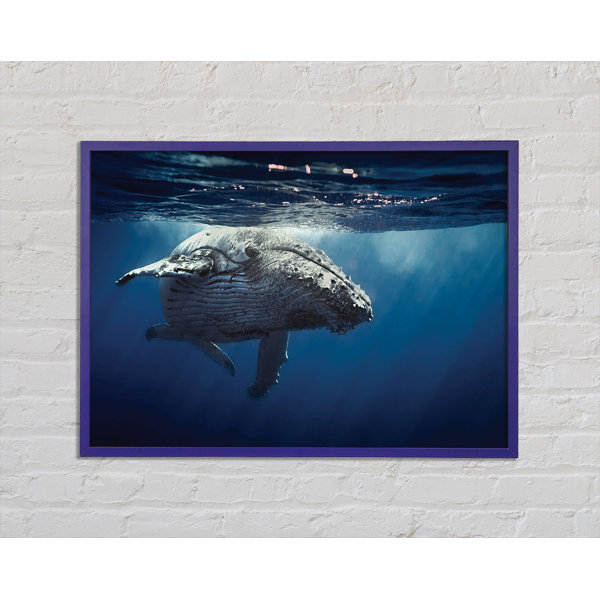 House Of Hampton Gerahmtes Leinwandbild Humpback Whale Waters Wayfair De